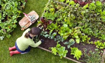 faire son jardin bio